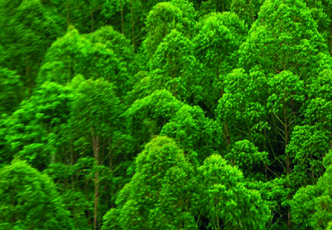 Zrównoważone obszary leśne Nasz Dekarz